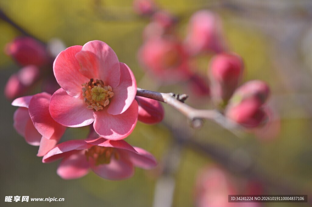 春日粉红樱花花枝特写