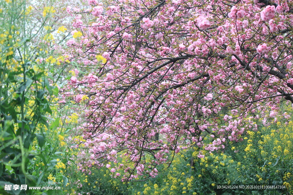 春日粉花朦胧美景