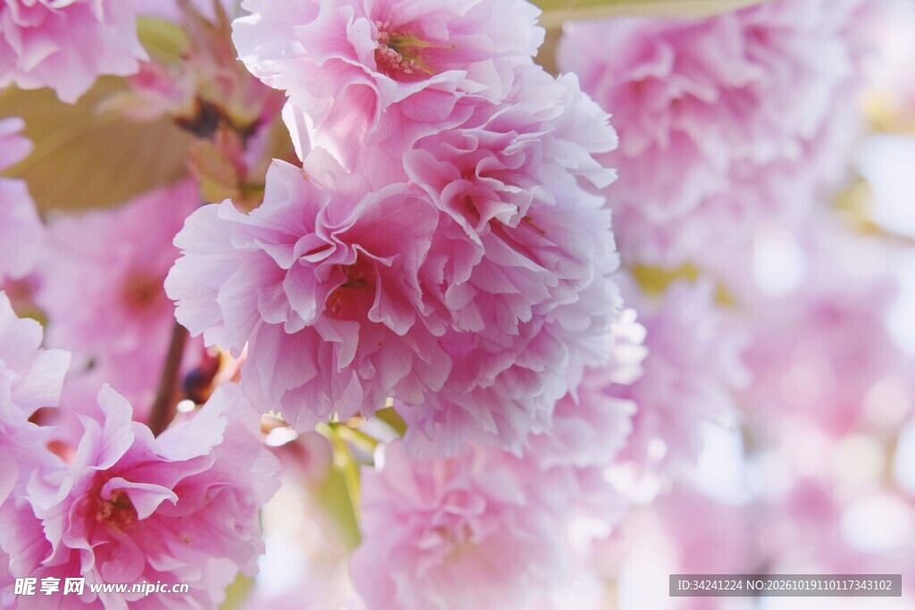 柔焦樱花花卉特写