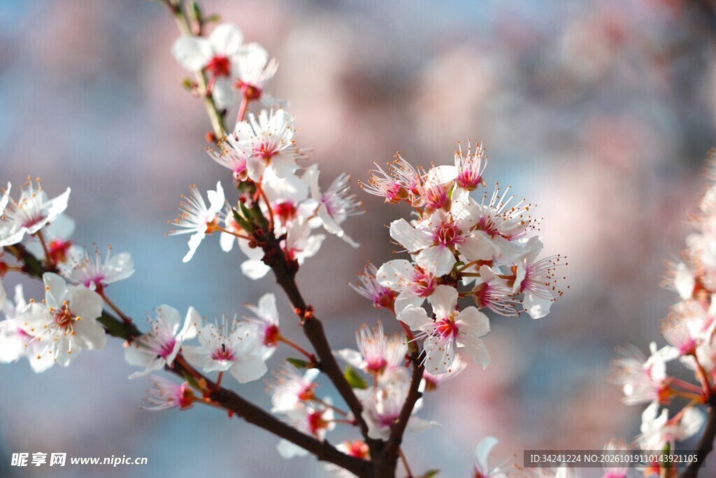 春日樱花唯美特写