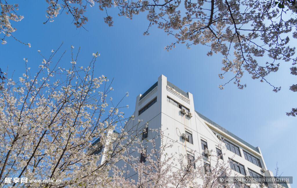 樱花掩映下的白色建筑