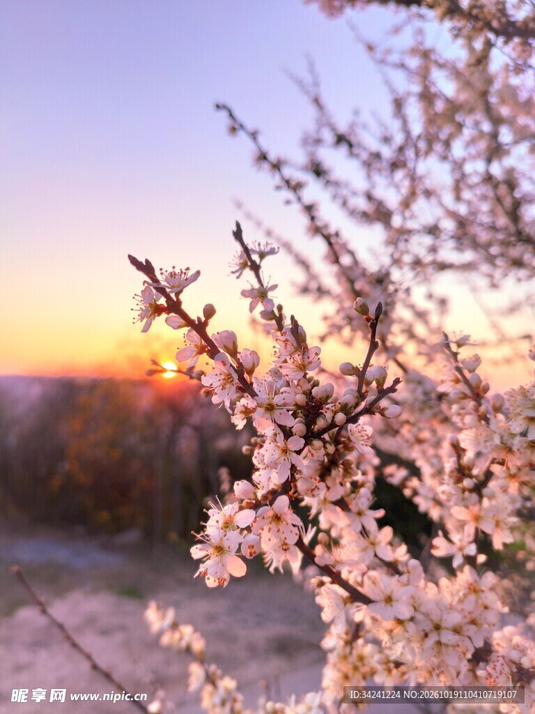 落日下的春日樱花树