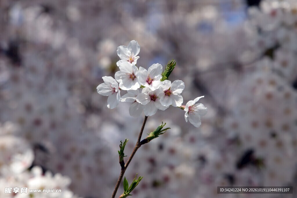 柔焦白色樱花特写