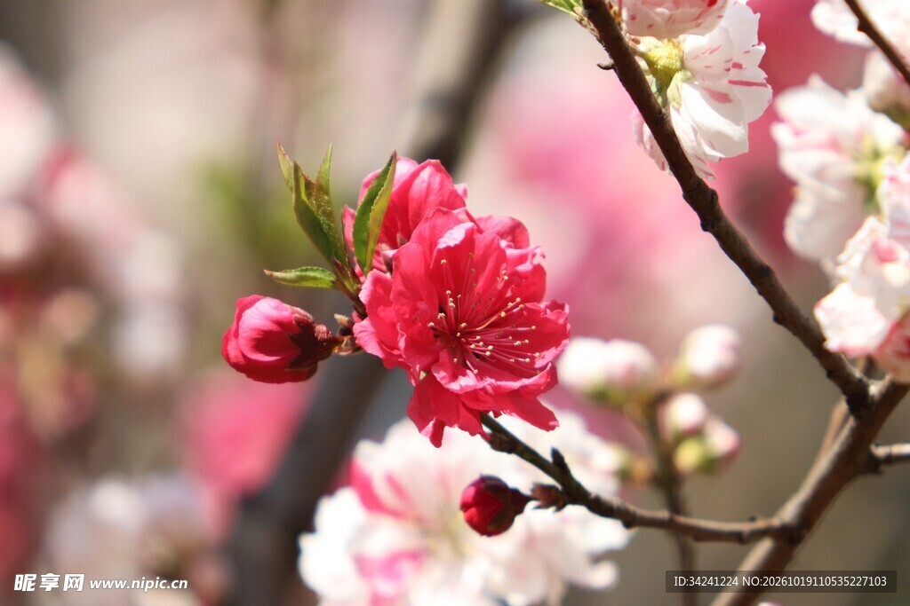 春日碧樱花特写