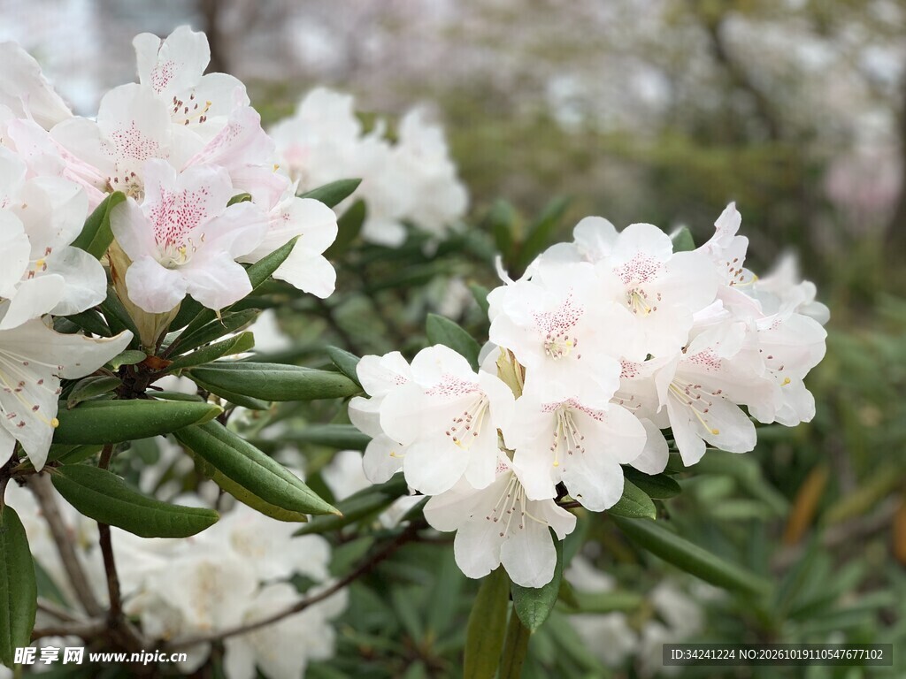 春日白樱花枝特写