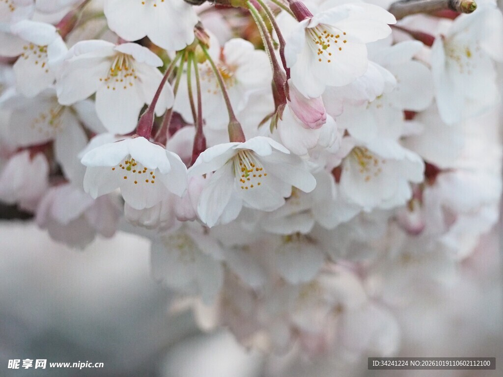 柔焦春日樱花特写