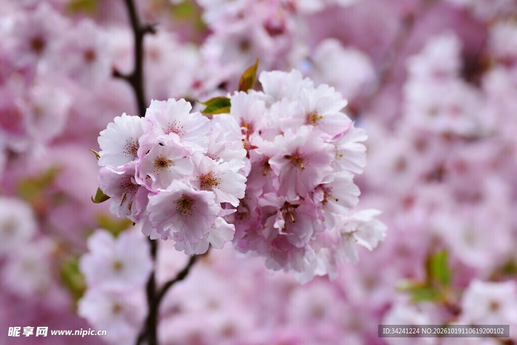 春日柔焦花簇特写