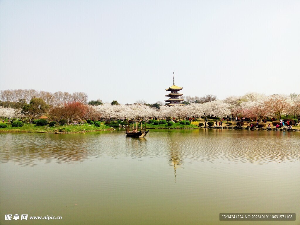 春日湖畔古塔樱花盛景
