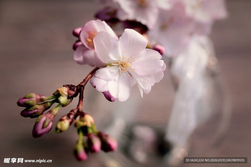 柔焦春日樱花特写