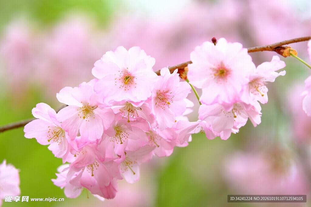 春日柔焦粉樱花枝