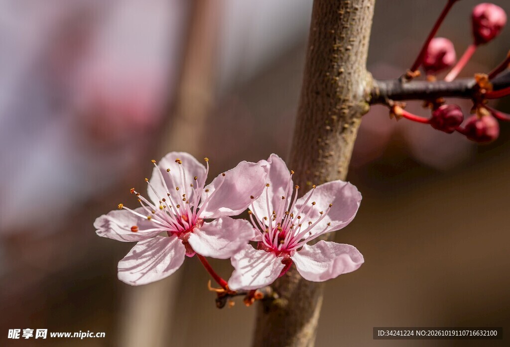 枝头粉色樱花特写