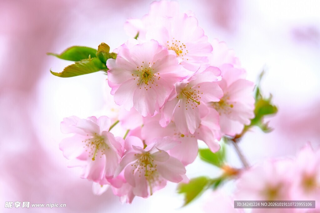 柔焦粉色樱花花枝