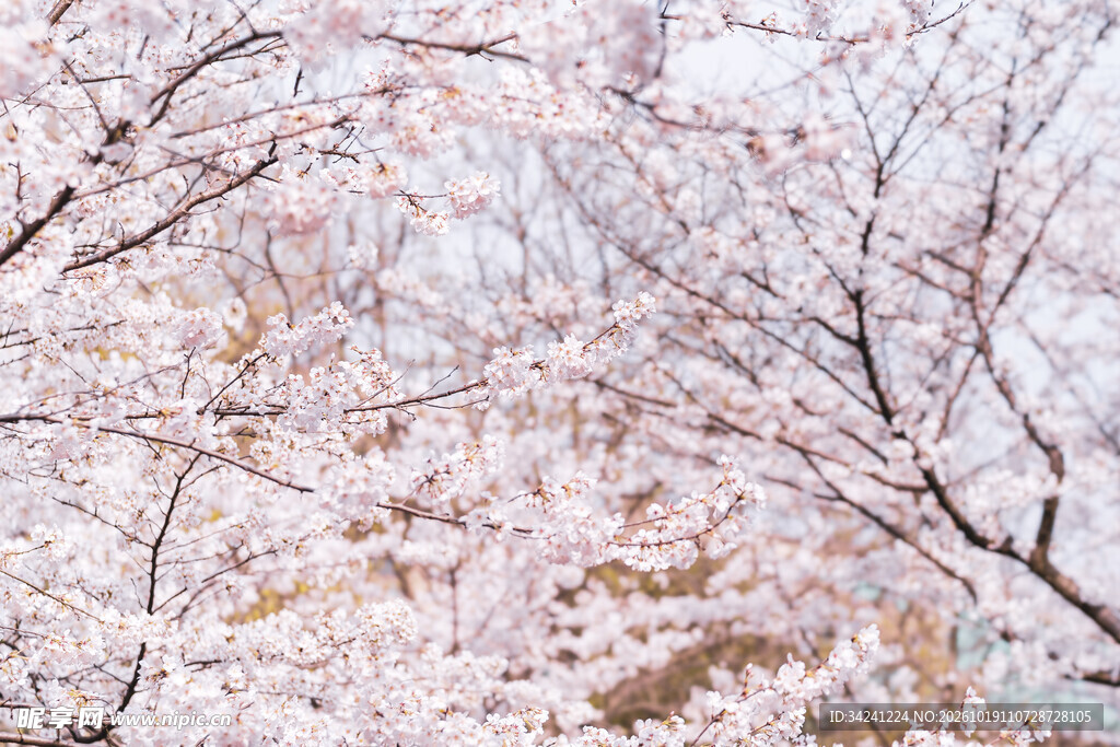 春日樱花满枝盛景