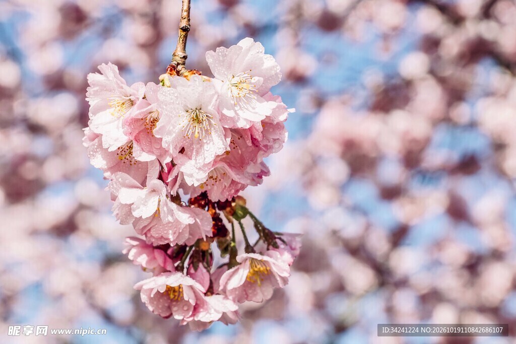 春日柔焦粉樱花特写