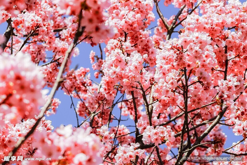 春日繁花映蓝天