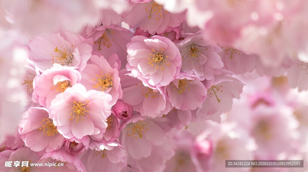 柔焦粉樱花簇特写