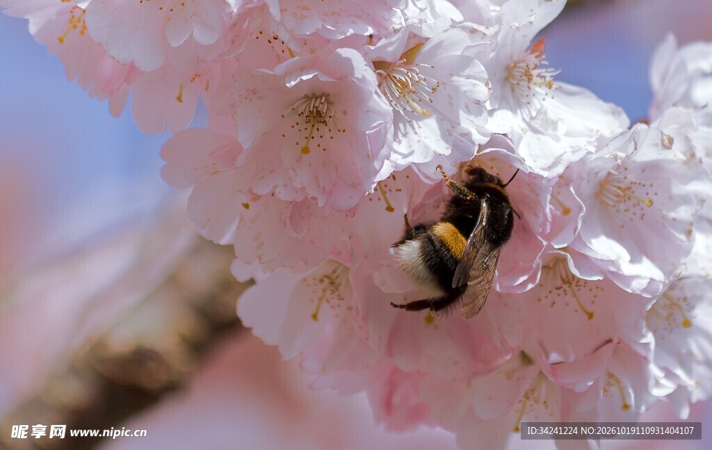 蜜蜂花间采蜜特写