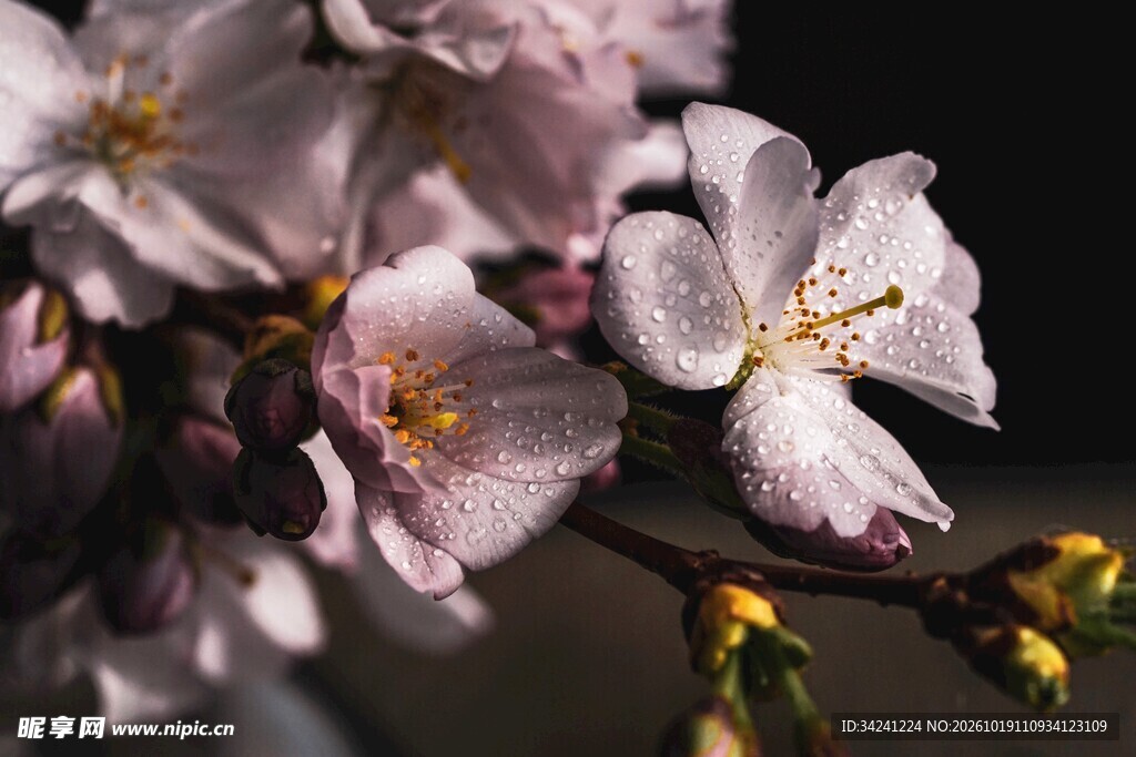柔焦春日樱花特写