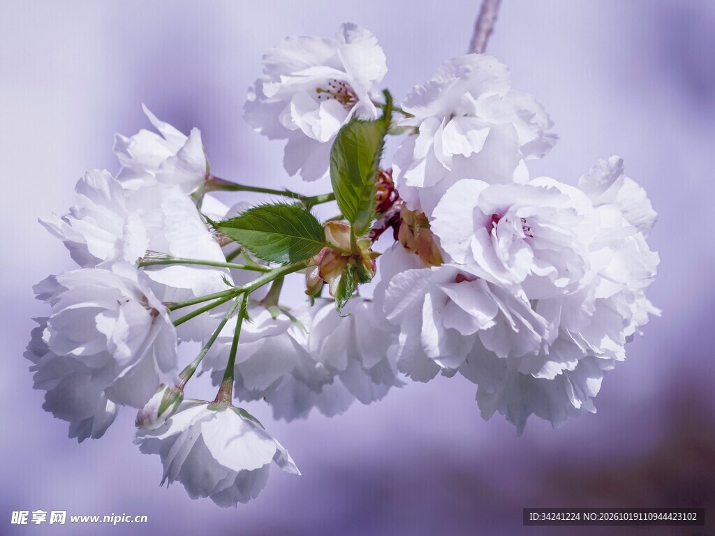 朦胧白樱花枝特写