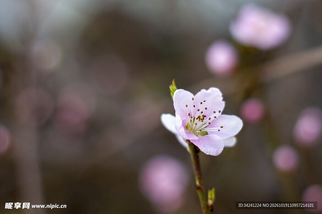 柔焦浅粉樱花特写