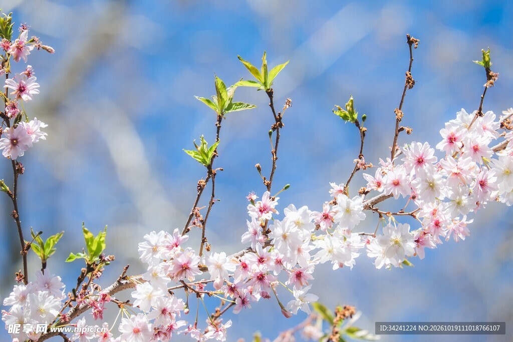 春日花枝映蓝天