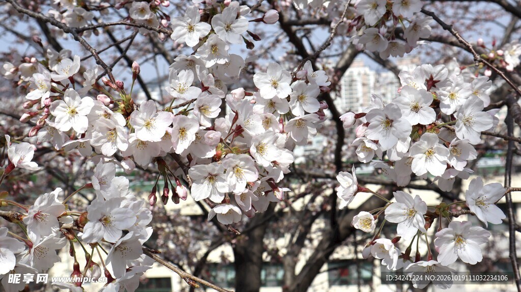 春日朦胧樱花盛景