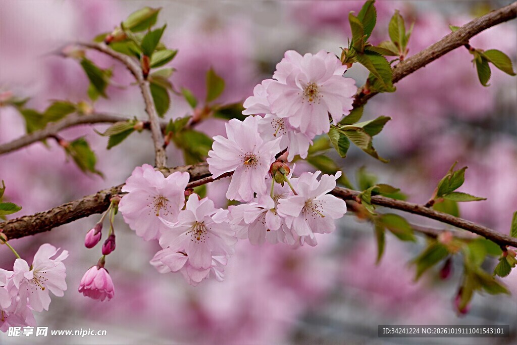 春日柔焦樱花枝