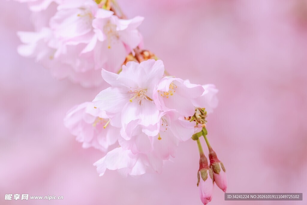 唯美柔焦粉樱花