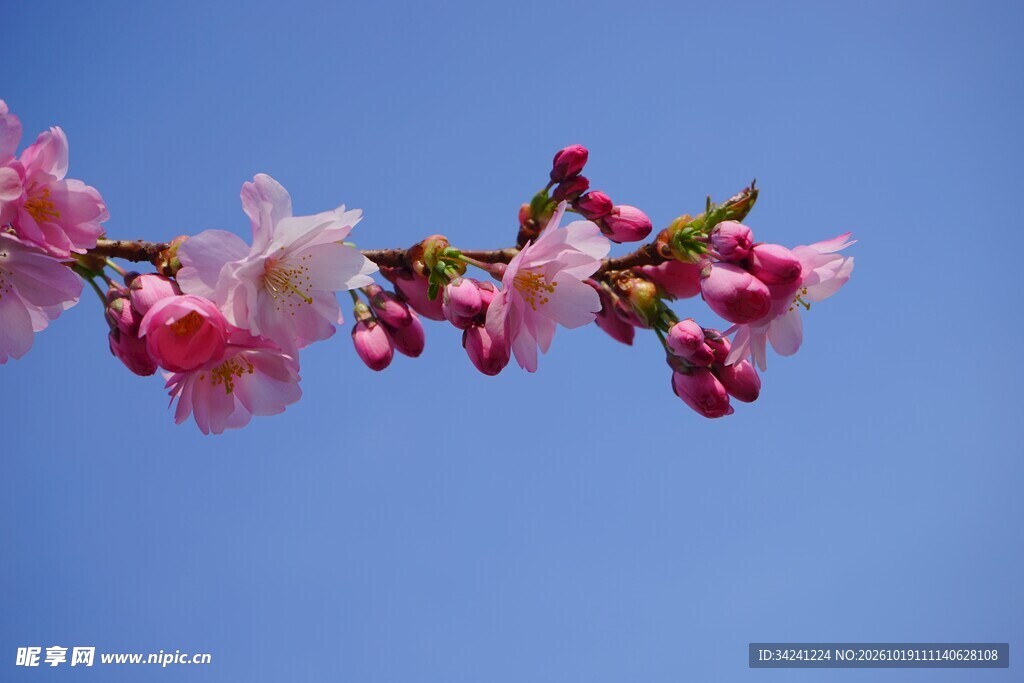 晴空下的粉色樱花枝