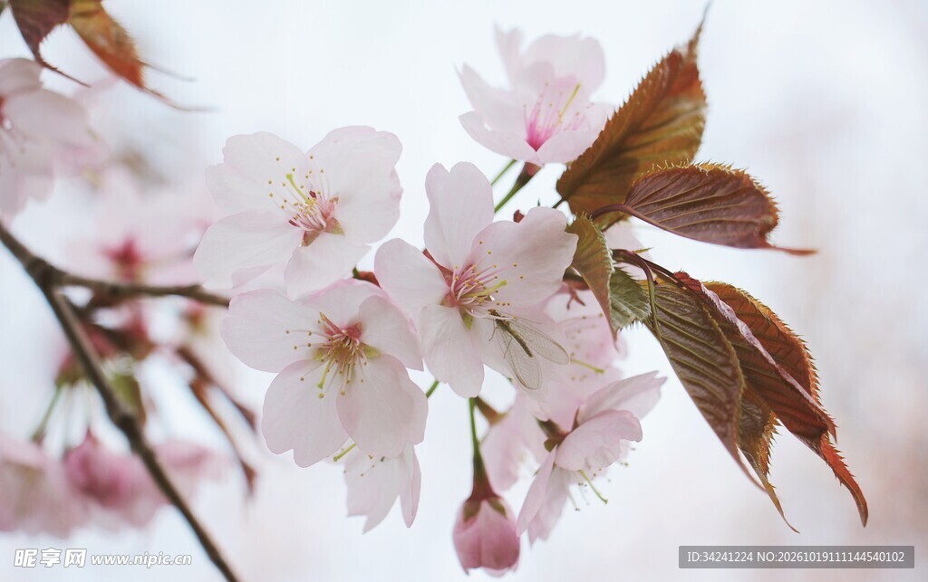 春日柔粉樱花特写