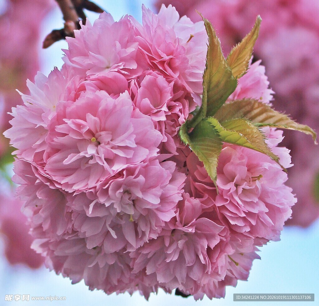 重瓣樱花特写