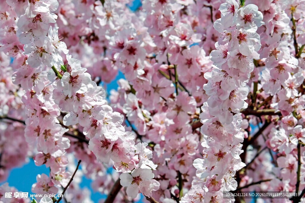 春日樱花满枝盛放