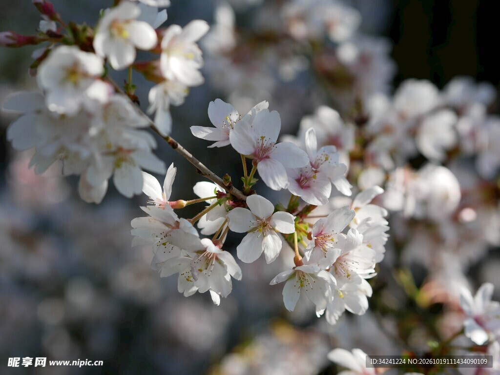 朦胧春日樱花枝