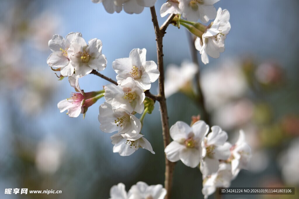 柔焦春日樱花特写