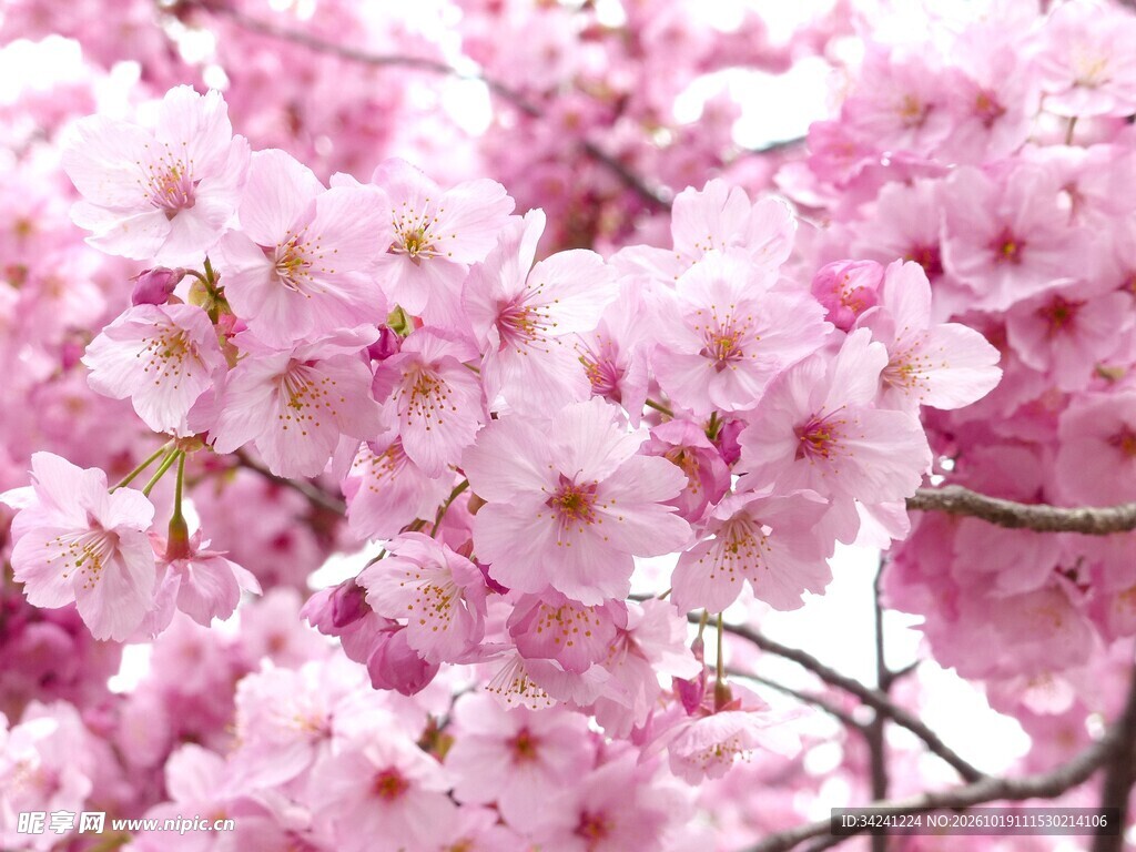 春日盛放粉色樱花