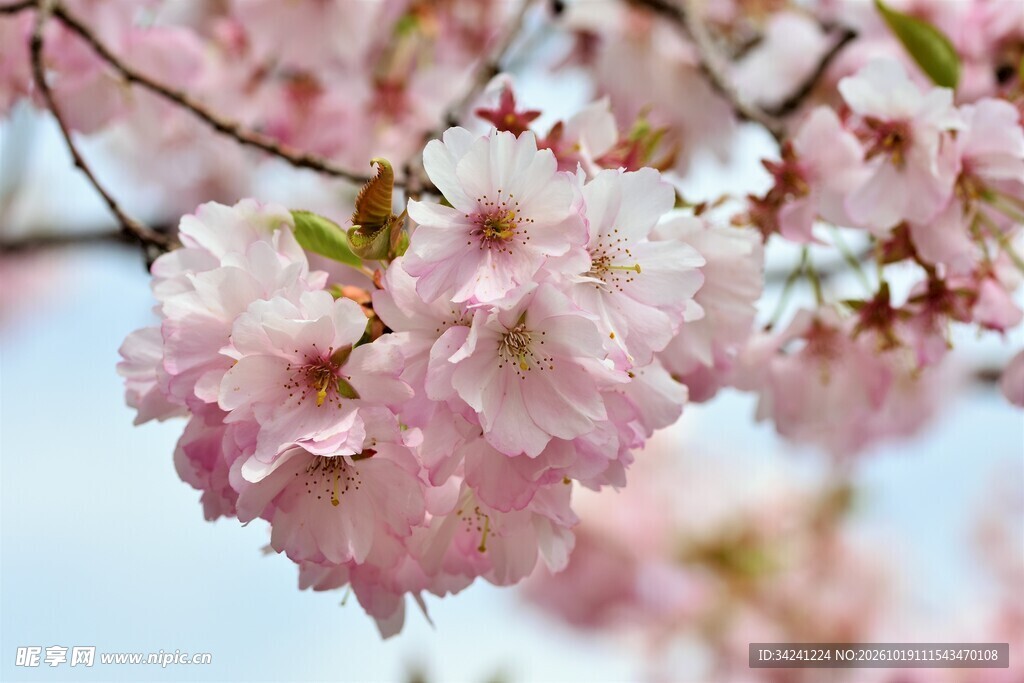 春日粉嫩樱花特写
