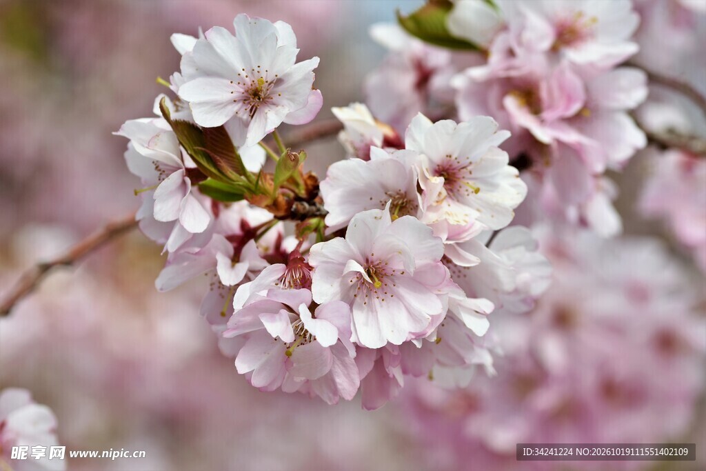 春日柔焦樱花特写