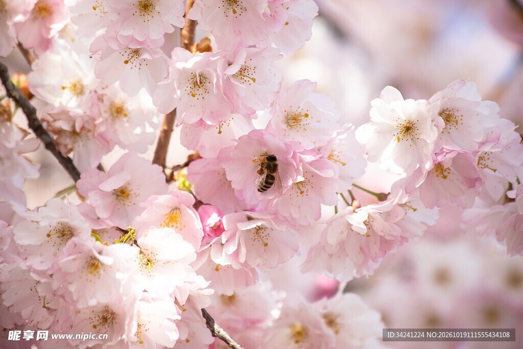 柔焦粉色樱花特写