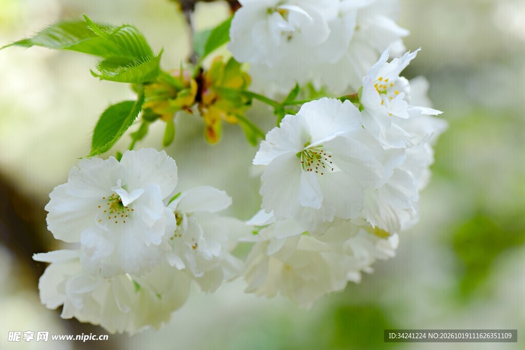 柔焦白色樱花特写