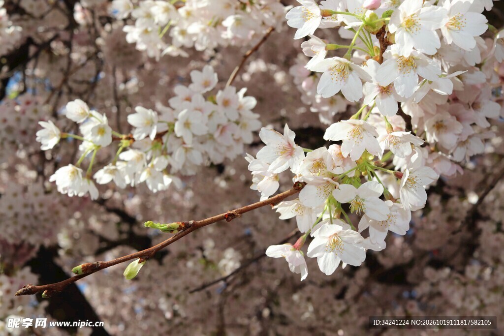 春日白樱花枝特写