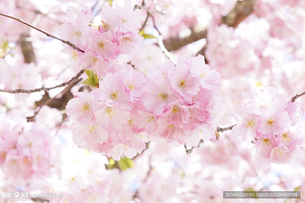 朦胧春日樱花特写