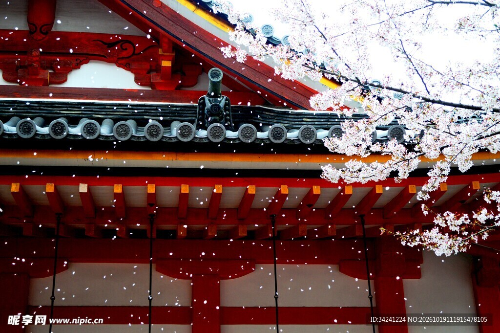 古建檐角樱花春景