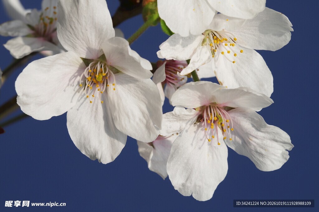 蓝底白色樱花特写
