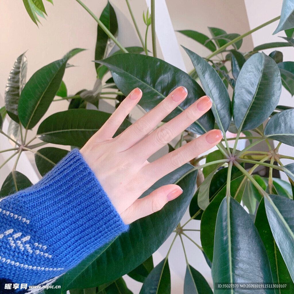 手触室内绿植特写