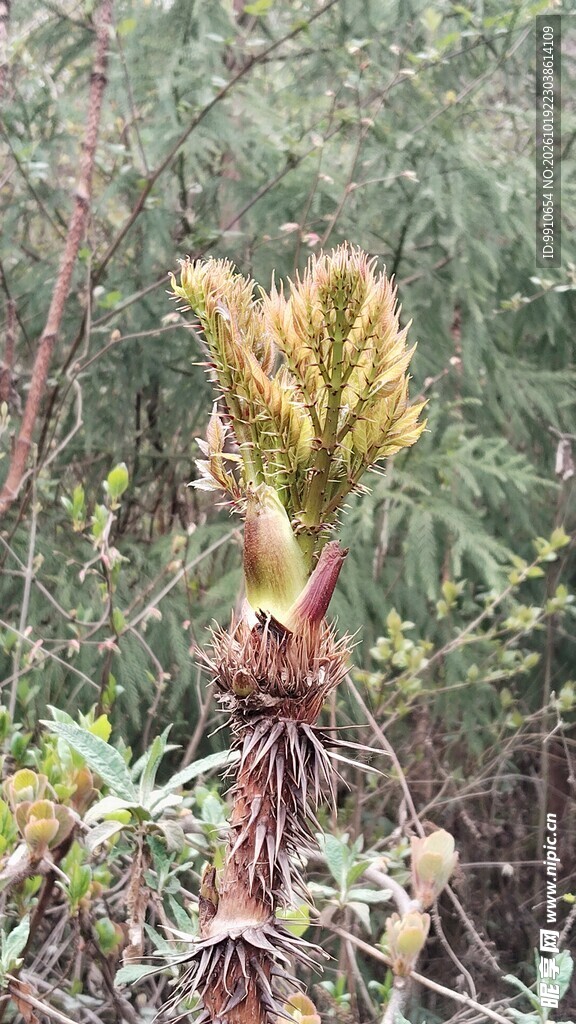 野生刺老芽刺龙包新芽