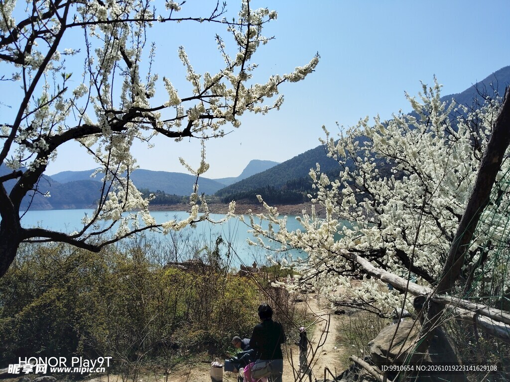 春日湖畔花树山景
