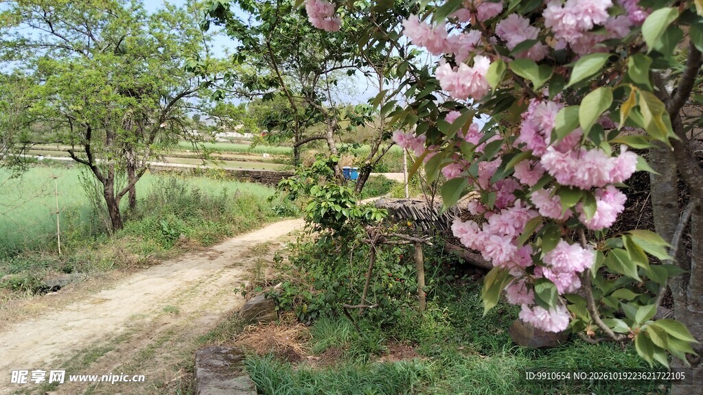 春日乡野花径风光