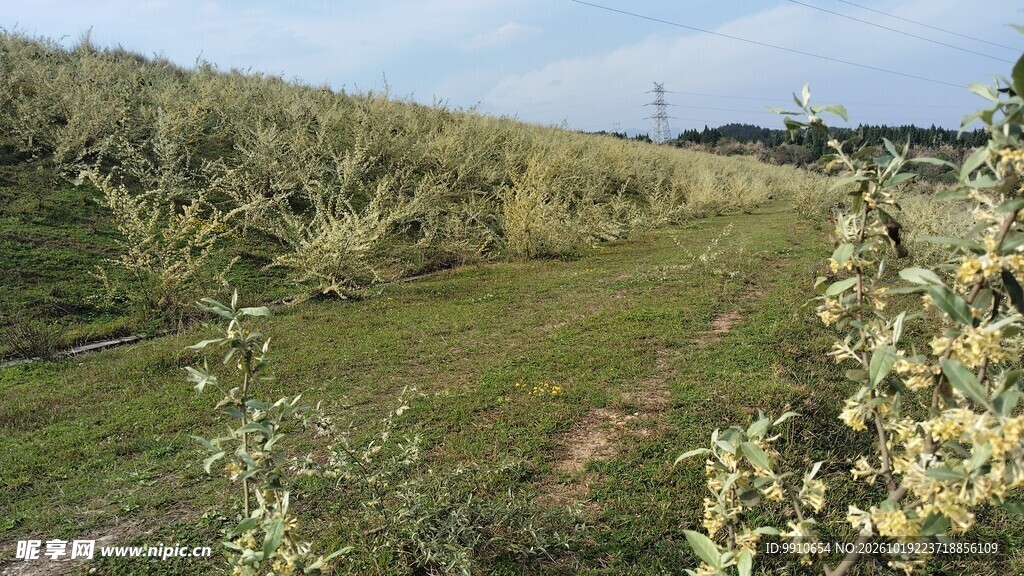 乡野土坝羊奶花