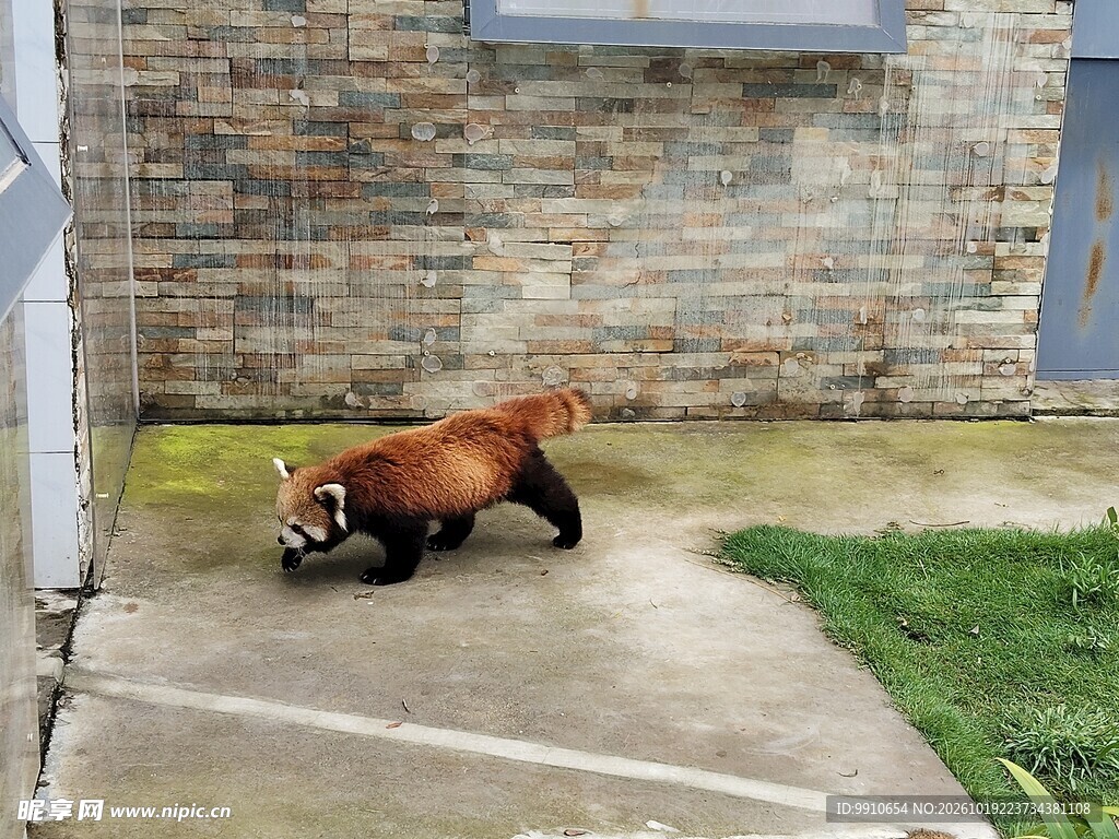 户外行走的小熊猫