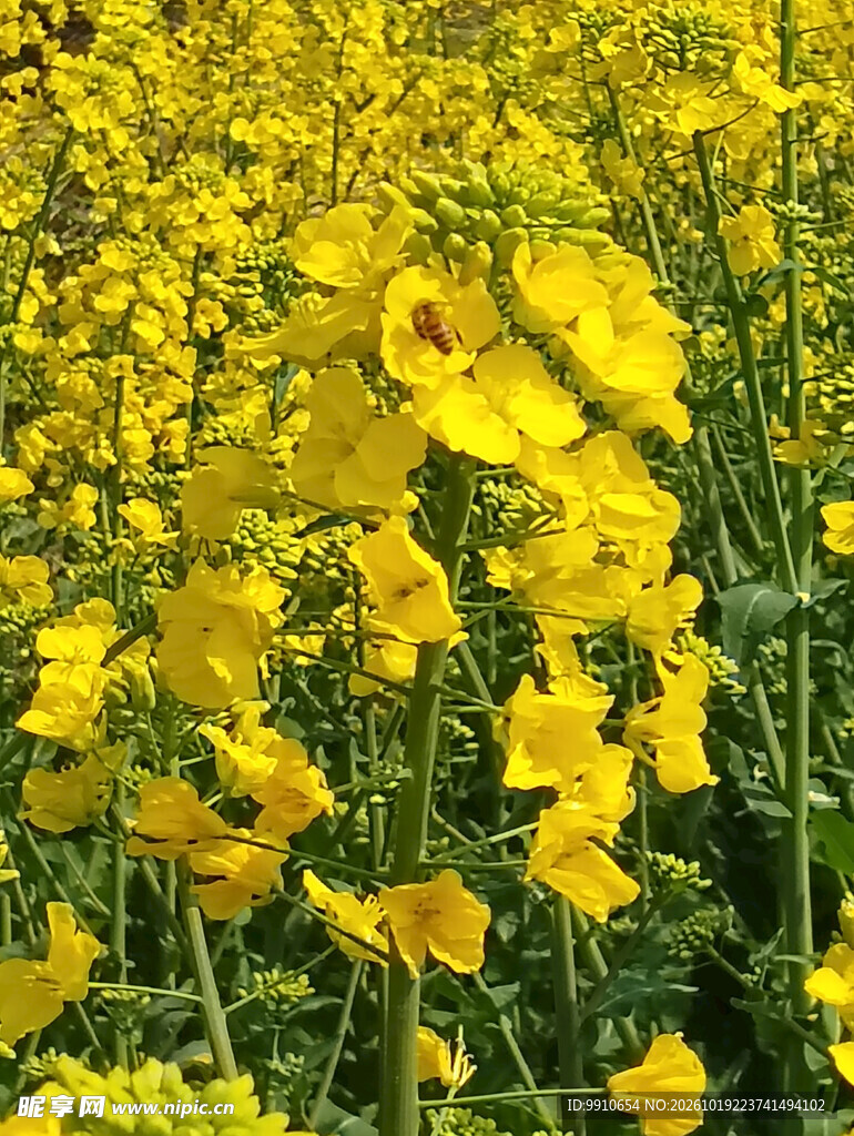 盛开的油菜花田